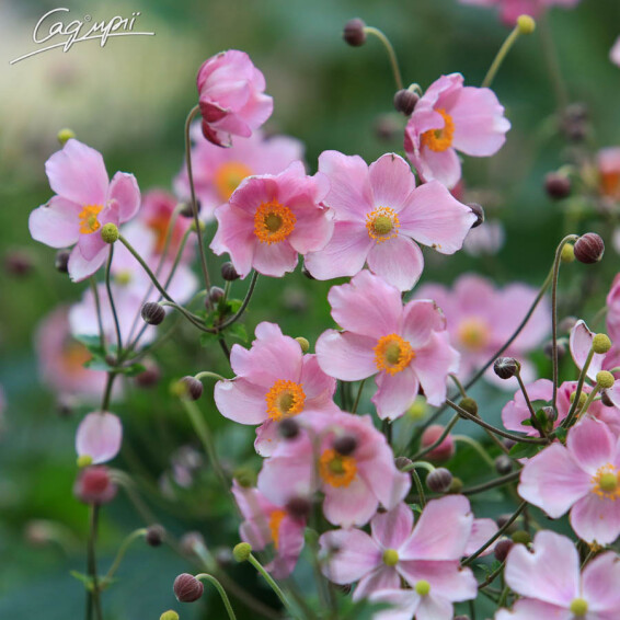 Анемона гібридна 'September Charm' - 1 Анемона гібридна 'September Charm' - 1