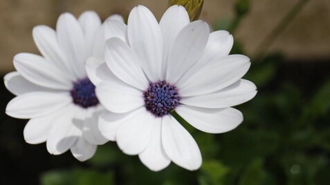 Остеоспермум - отличный выбор для балконного цветника