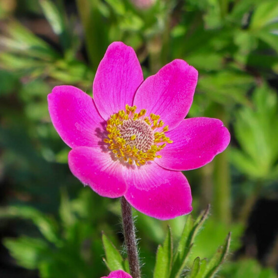 Анемона гибридная 'Spring Beauty Pink®' - 6