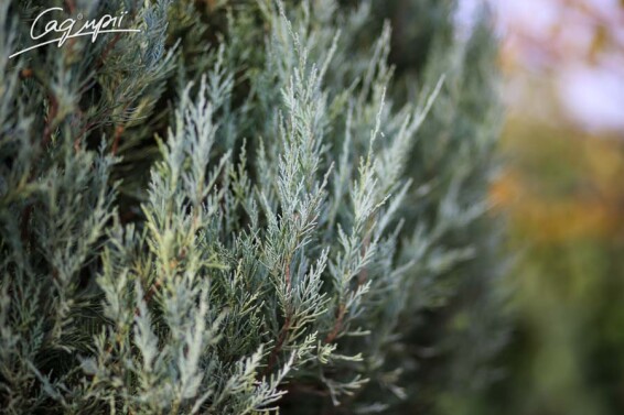 Ялівець скельний 'Moonglow' - 10