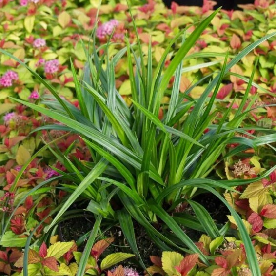 Осока Моррова 'Irish Green' - 3