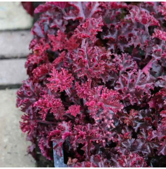Гейхера дрібноквіткова 'Melting Fire'