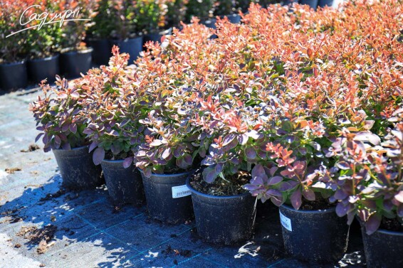 Барбарис Тунберга 'Golden Ring' - 2 Барбарис Тунберга 'Golden Ring' - 2