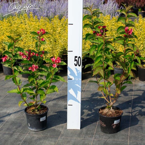 Вейгела 'Lucifer' #2, C3 60-80 - 3 Вейгела 'Lucifer' #2, C3 60-80 - 3