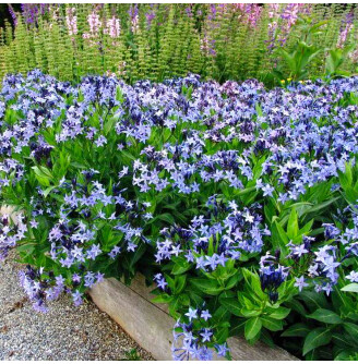 Амсонія табермонтана 'Storm Cloud'