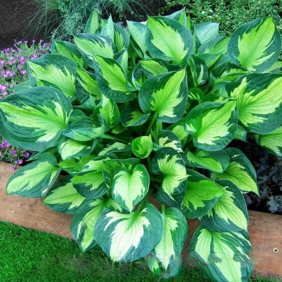 Хоста 'Whirlwind' - 3