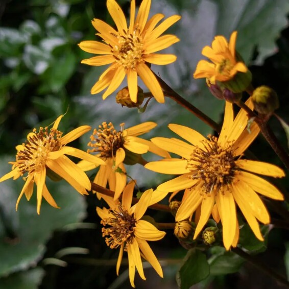 Язичник зубчастий 'Twilight' - 1