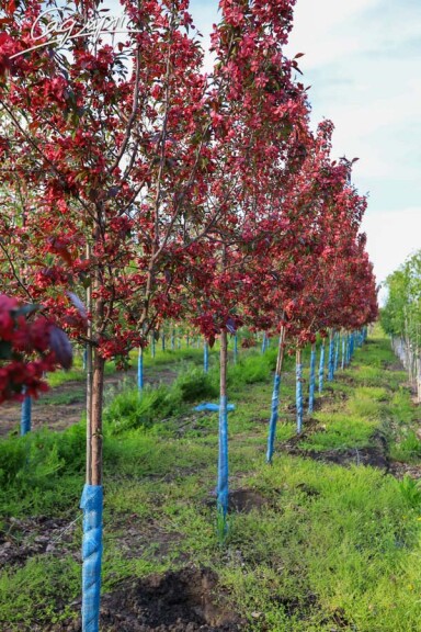 Яблоня 'Royalty' #4, WRB 20--25 350-400 St. 1/2 - 8