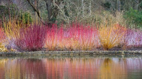 Свидина - украшение зимнего сада