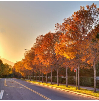 Клен Фрімана 'Autumn Blaze'