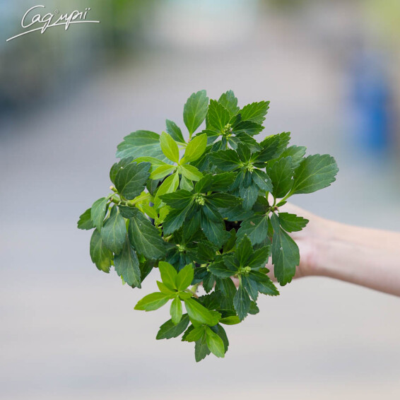 Пахізандра верхівкова 'Green Carpet' - 3