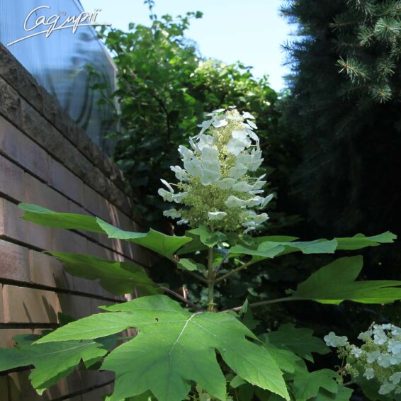 Гортензія дуболиста 'Ruby Slippers' - 2