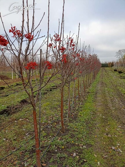 Горобина середня (скандинавська) #4, WRB MST 300-400 St. 1/2 - 8 Горобина середня (скандинавська) #4, WRB MST 300-400 St. 1/2 - 8