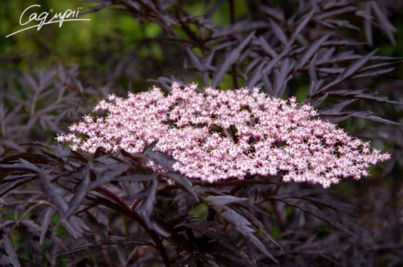 Бузина черная 'Black Lace' ® ('Eva') - 1
