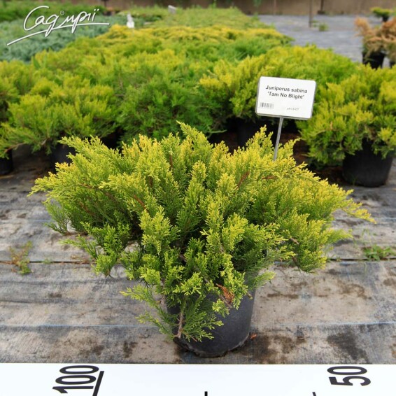 Можжевельник казацкий 'Tam No Blight' - 2