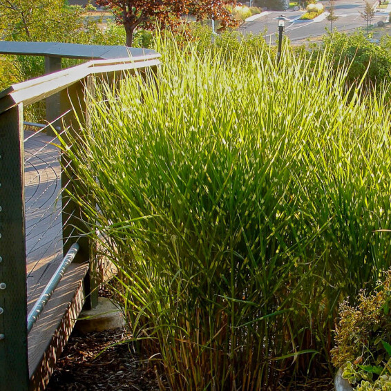 Міскантус китайський 'Strictus', C3 - - 2