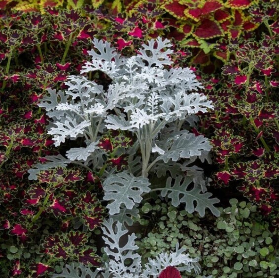 Цинерарія приморська 'Candicans' - 3 Цинерарія приморська 'Candicans' - 3