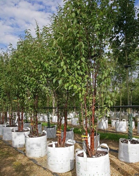 Вишня зубчата - 4