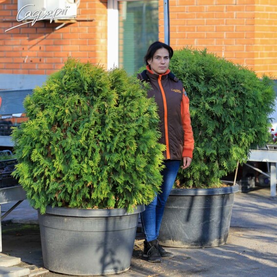 Туя западная 'Yellow Ribbon' - 4