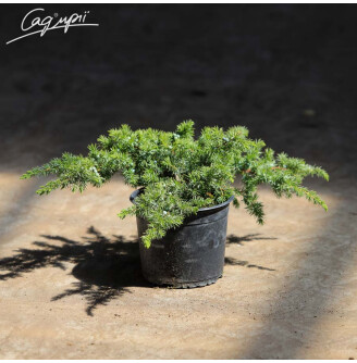 Ялівець прибережний 'Schlager'