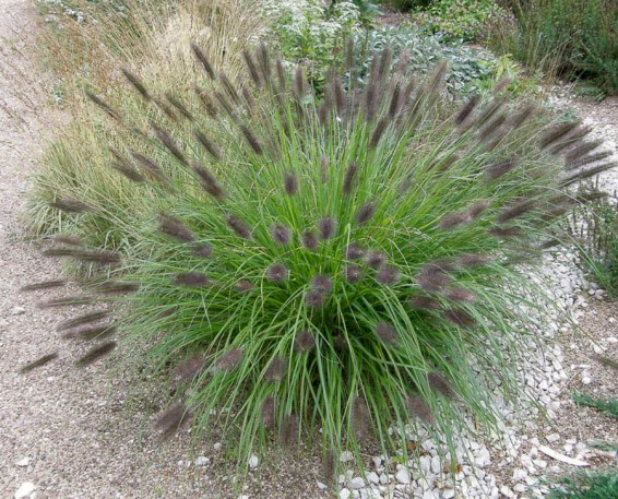 Пенісетум лисохвістний 'Moudry', С1 - - 2