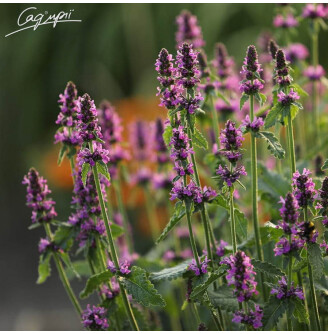 Чистец Монье 'Hummelo'