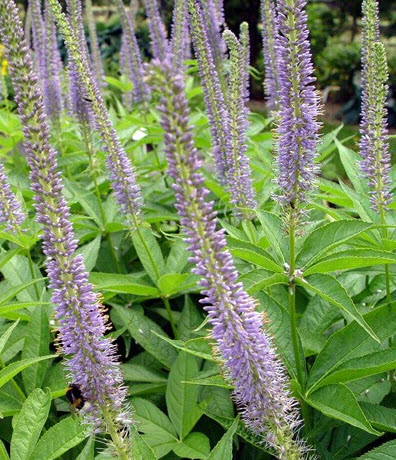 Веронікаструм 'Apollo' - 1