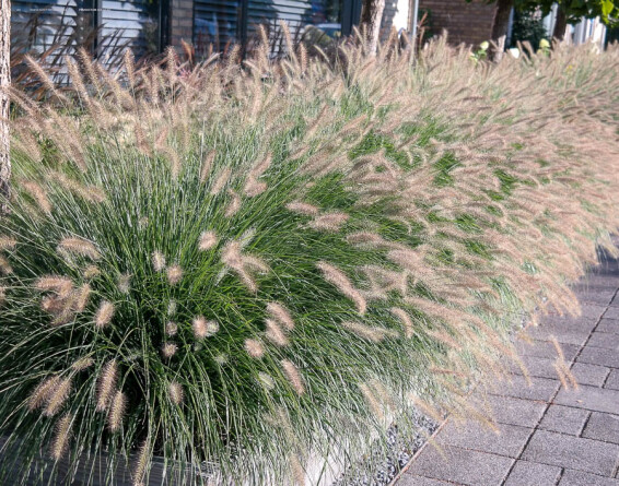 Пенісетум лисохвістний 'Hameln', p9 - - 3