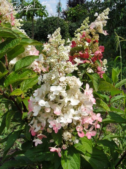 Гортензия метельчатая 'Pinky Winky' ® #3, C3 - - 2