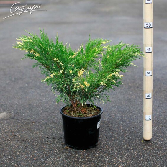 Можжевельник горизонтальный 'Variegata' - 1