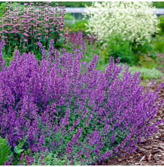 Котовник Фассена 'Senior'