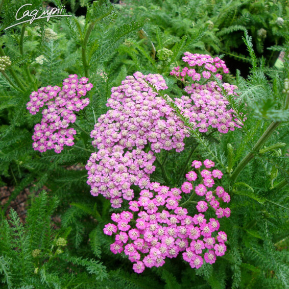 Тысячелистник гибридный 'Tutti Frutti 'Pink Grapefruit' ®' - 6 Тысячелистник гибридный 'Tutti Frutti 'Pink Grapefruit' ®' - 6