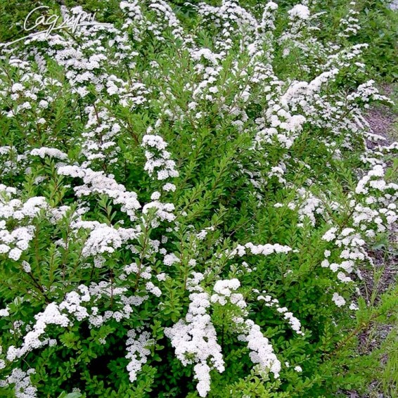 Спірея ніппонська 'White Carpet' - 2 Спірея ніппонська 'White Carpet' - 2