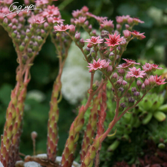 Молодило паутинистое - 4