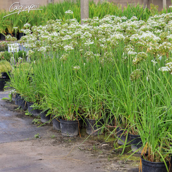 Лук душистый с белыми цветами - 3 Лук душистый с белыми цветами - 3