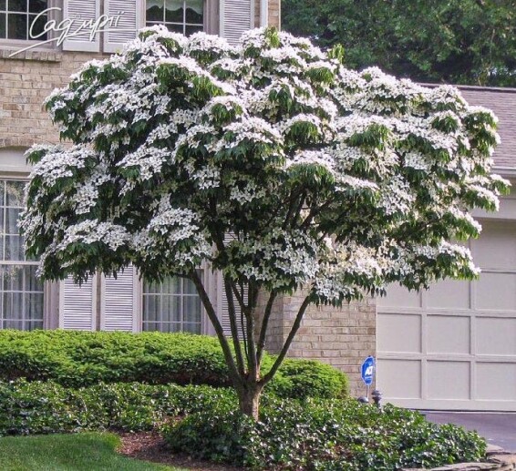 Дерен Коуза - 1 Дерен Коуза - 1