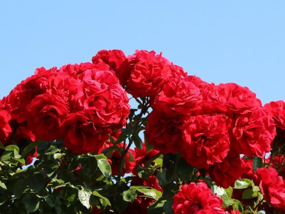 Роза плетистая 'Amadeus' - 5