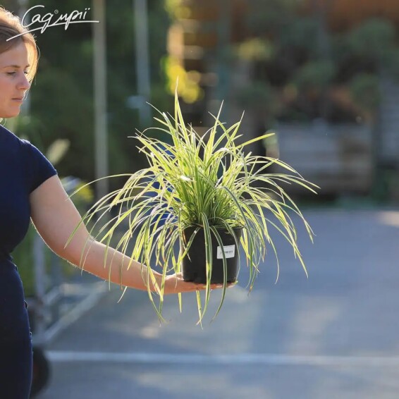 Осока Моррова 'Goldband' - 2 Осока Моррова 'Goldband' - 2