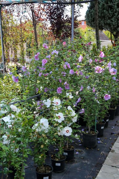 Гибискус сирийский - 1