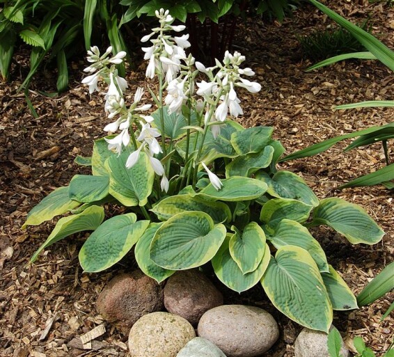 Хоста 'Maple Leaf' - 1