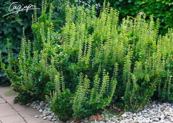 Плющ звичайний 'Erecta' - 2