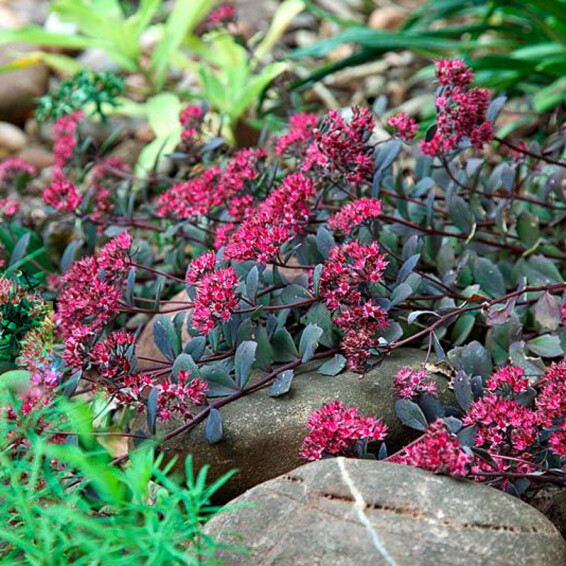 Очиток гибридный 'Bertram Anderson' - 6