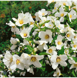 Жасмін садовий 'Belle Etoile'