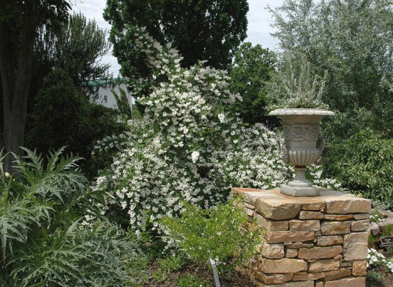 Дейція шорстка 'Pride of Rochester' - 1