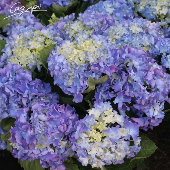 Гортензия крупнолистная 'Fripon' - 6