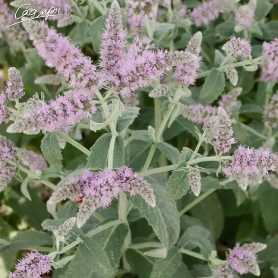 М'ята довголиста 'Buddleia' - 2