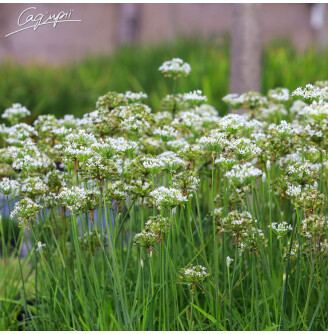 Цибуля духмяна