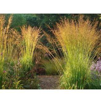 Молінія очеретяна