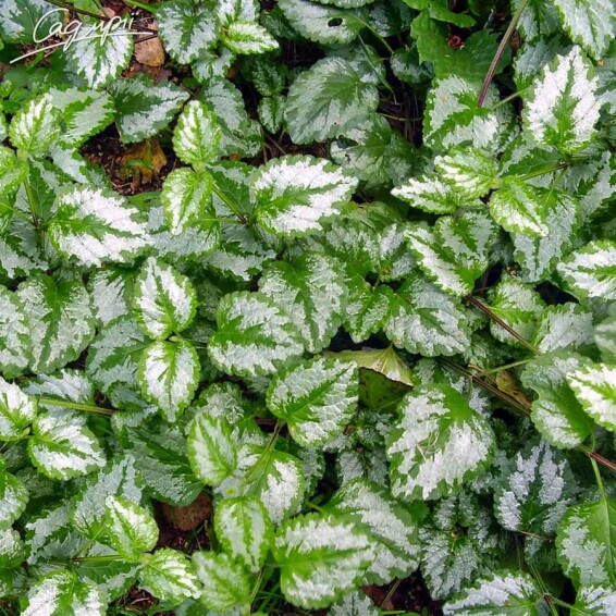 Глуха кропива крапчата - 1