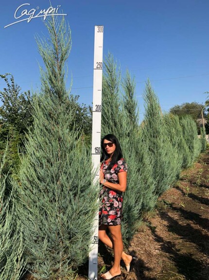 Можжевельник скальный 'Skyrocket' - 4